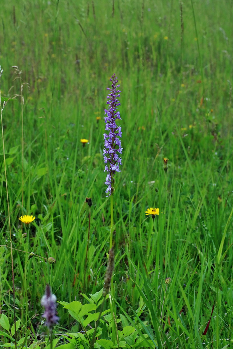 IMG-2016-06-18-00019862p_Bildgr��e �ndern