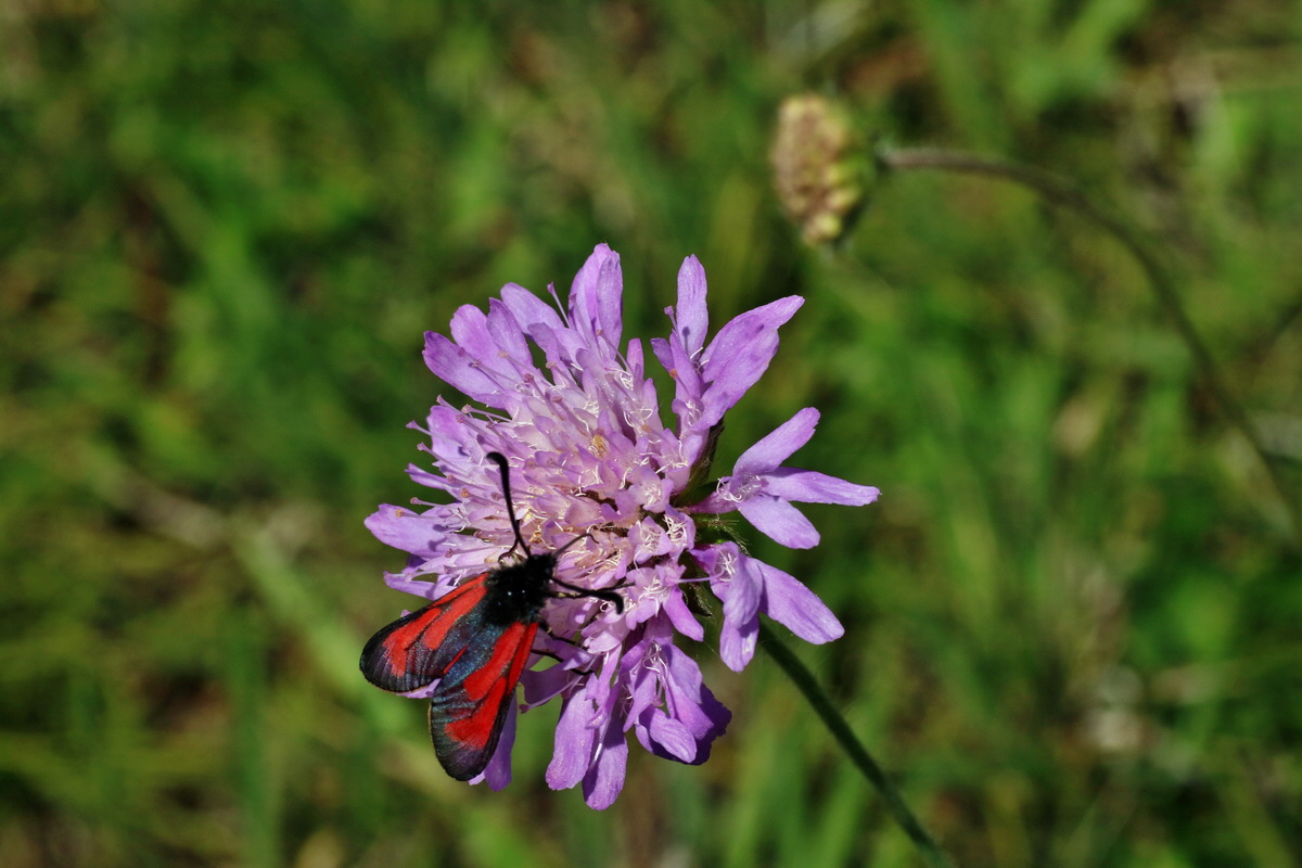 IMG-2016-06-18-00019900p_Bildgr��e �ndern