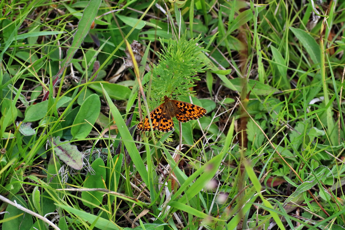 IMG-2016-06-18-00019962p_Bildgr��e �ndern