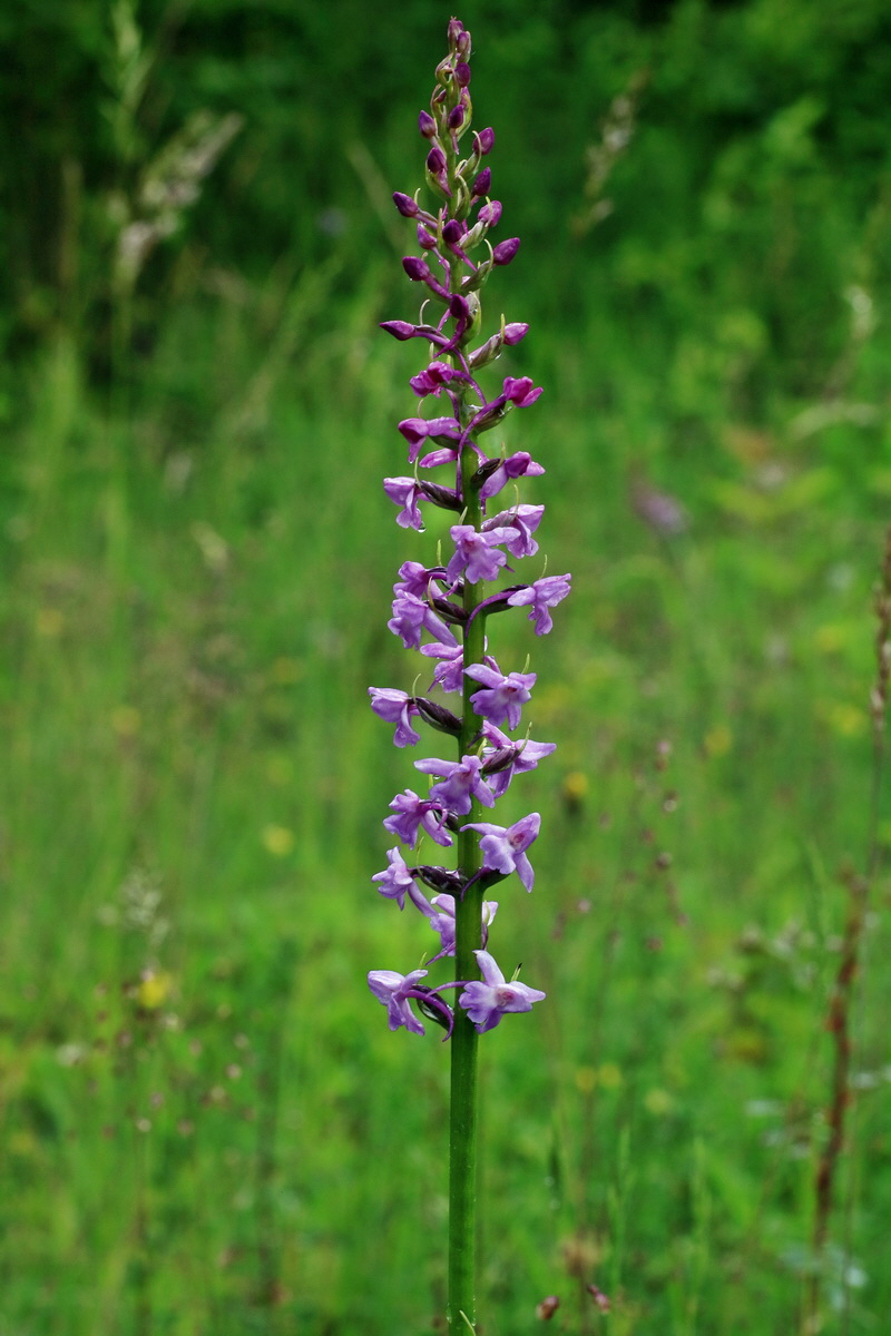 IMG-2016-06-18-00020095p_Bildgr��e �ndern