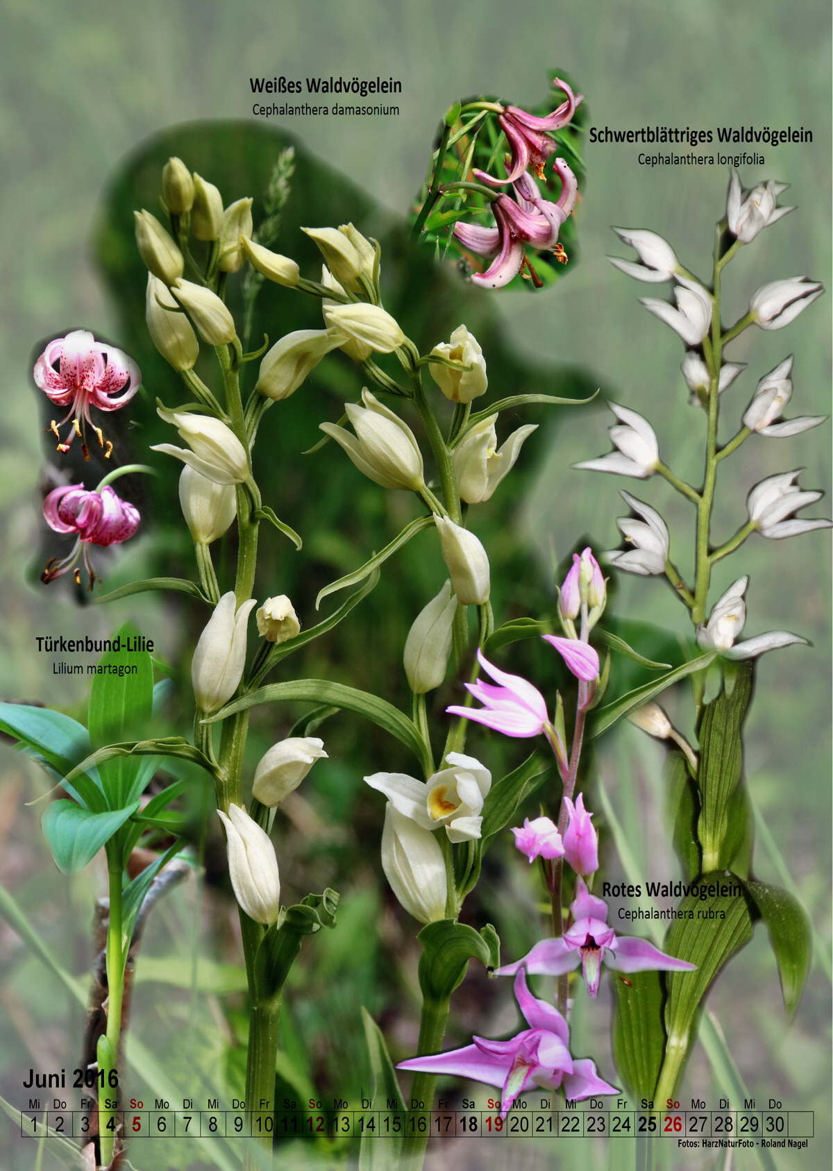 2016-06_Bildgr��e �ndern