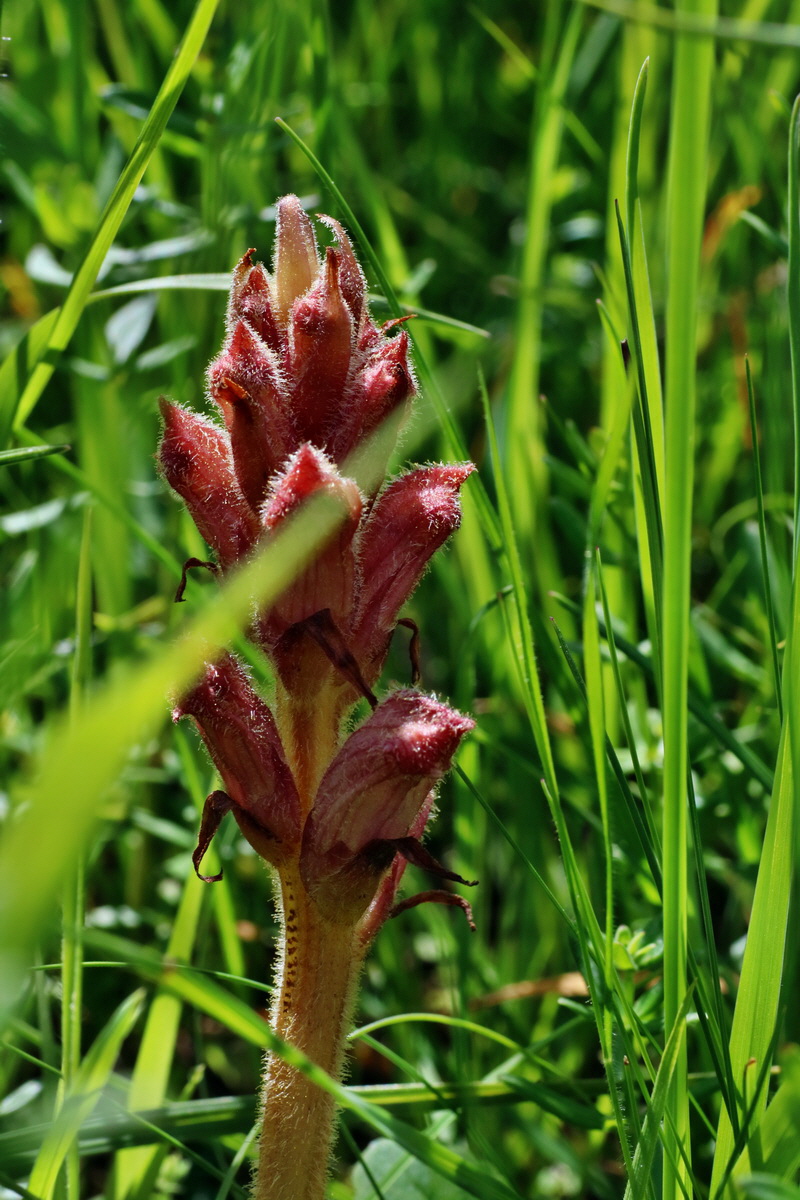 IMG-2016-06-20-00020111p_Bildgr��e �ndern