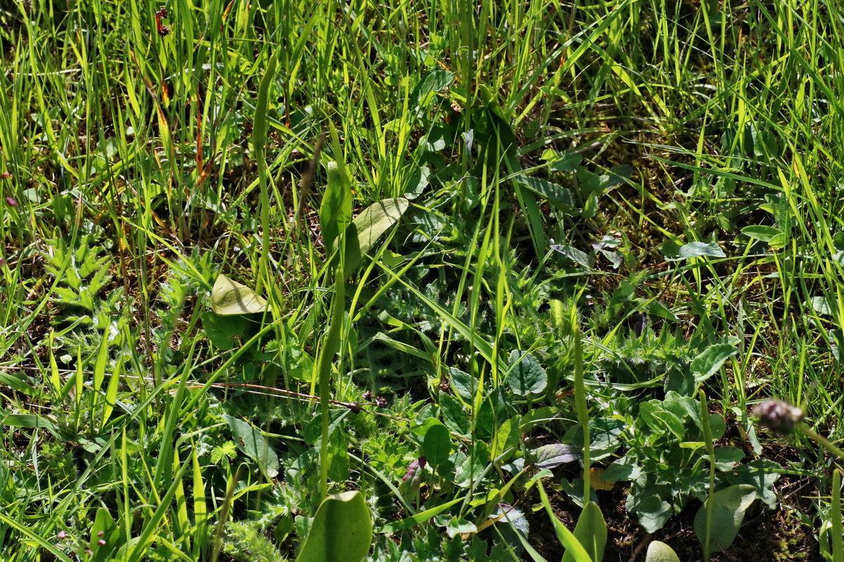 IMG-2016-06-20-00020118p_Bildgr��e �ndern