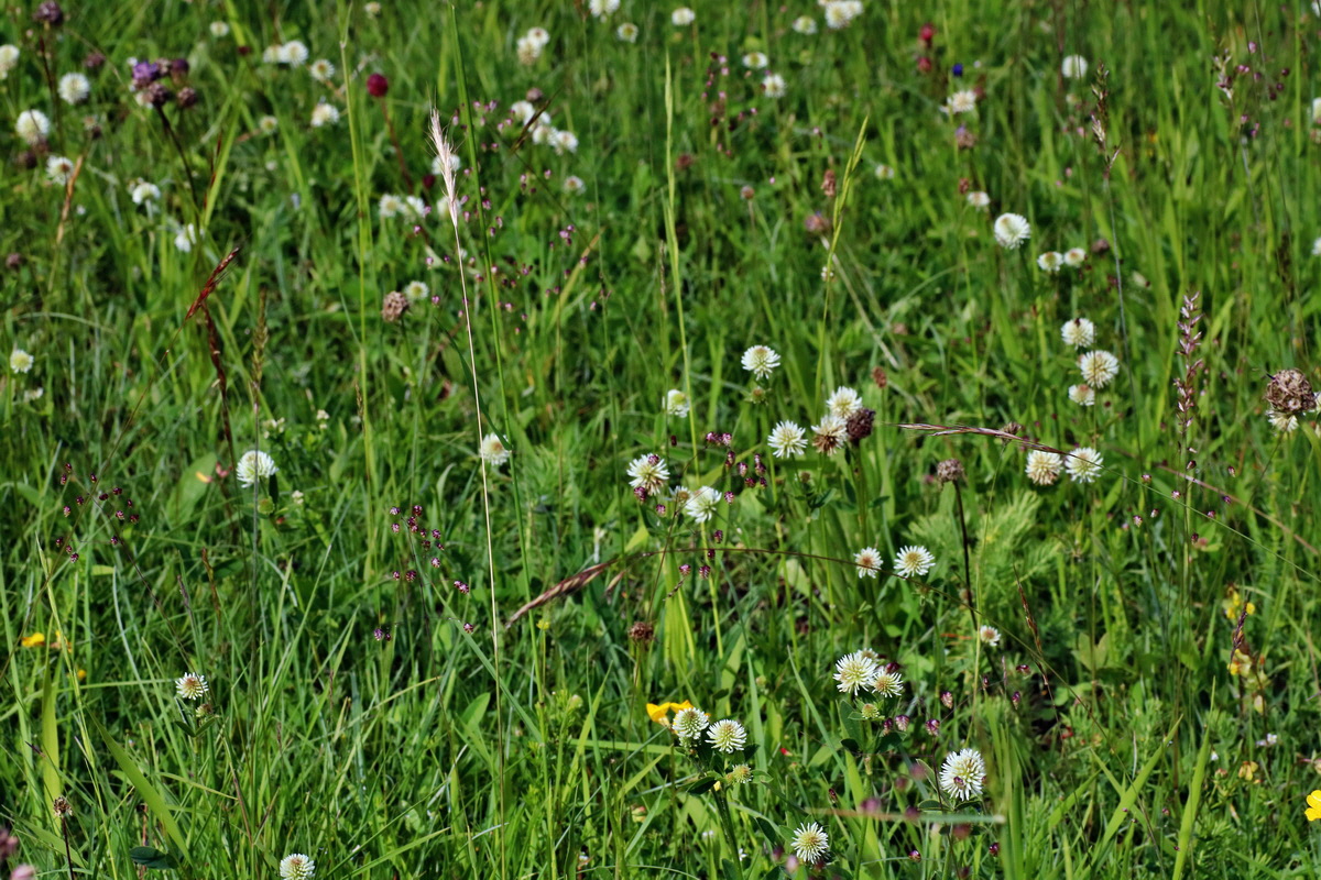 IMG-2016-06-20-00020121p_Bildgr��e �ndern