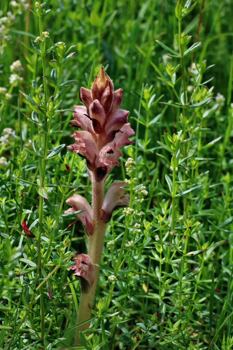 IMG-2016-06-20-00020142p_Bildgr��e �ndern