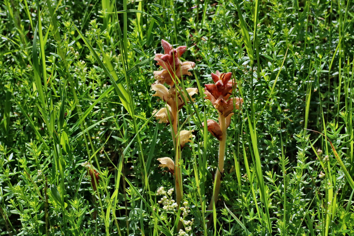 IMG-2016-06-20-00020144p_Bildgr��e �ndern