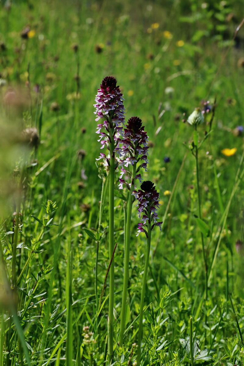 IMG-2016-06-20-00020151p_Bildgr��e �ndern