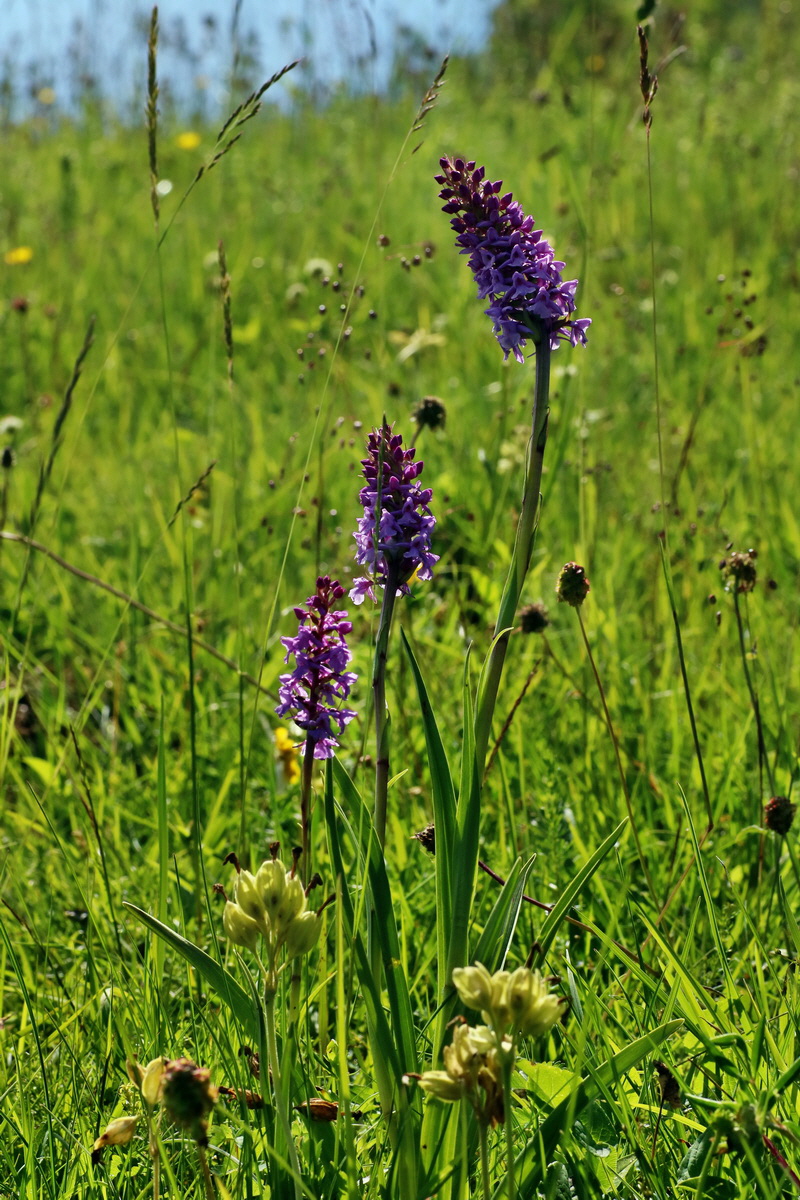 IMG-2016-06-20-00020157p_Bildgr��e �ndern