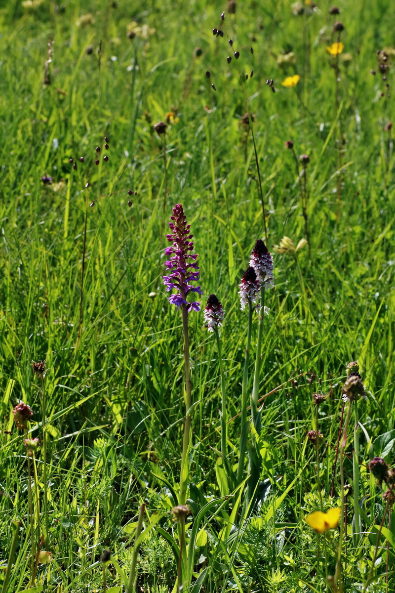 IMG-2016-06-20-00020159p_Bildgr��e �ndern