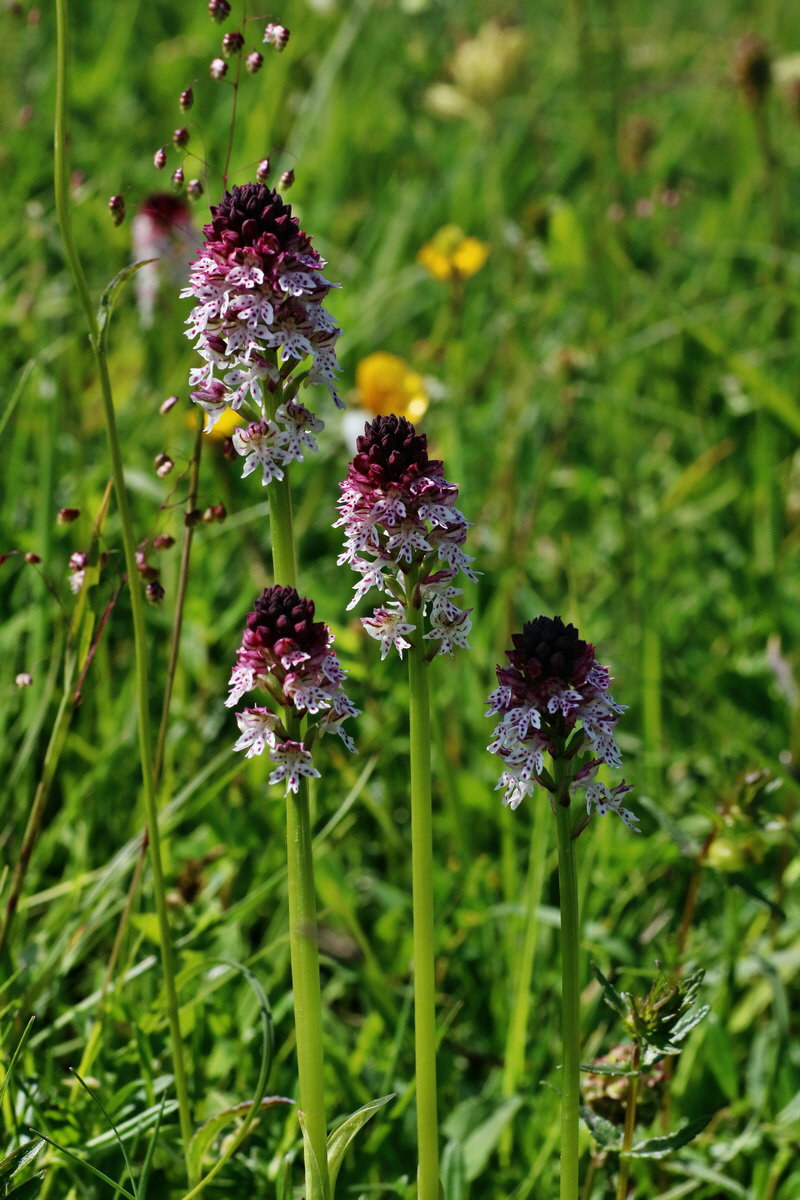 IMG-2016-06-20-00020163p_Bildgr��e �ndern