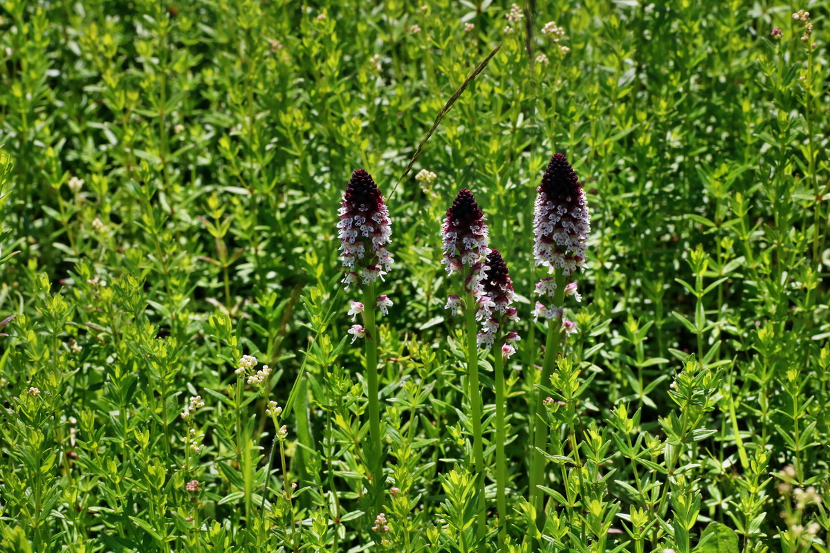 IMG-2016-06-20-00020178p_Bildgr��e �ndern