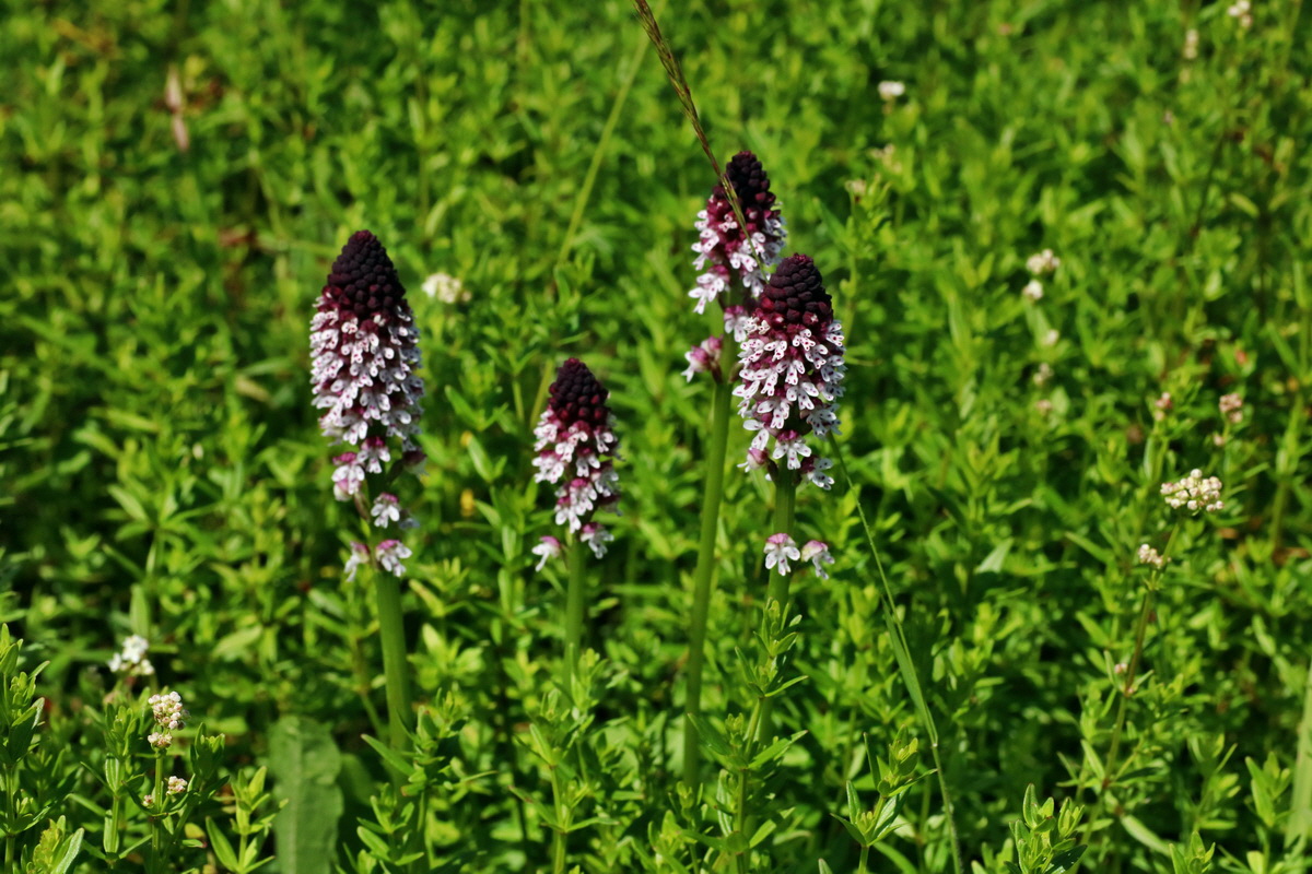 IMG-2016-06-20-00020184p_Bildgr��e �ndern