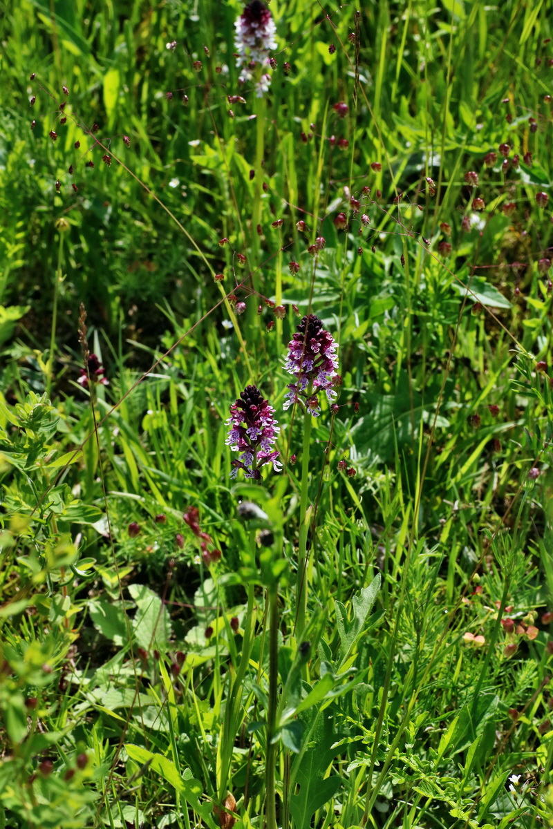 IMG-2016-06-20-00020237p_Bildgr��e �ndern