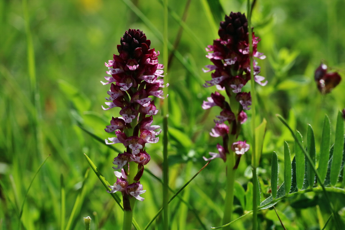 IMG-2016-06-20-00020247p_Bildgr��e �ndern