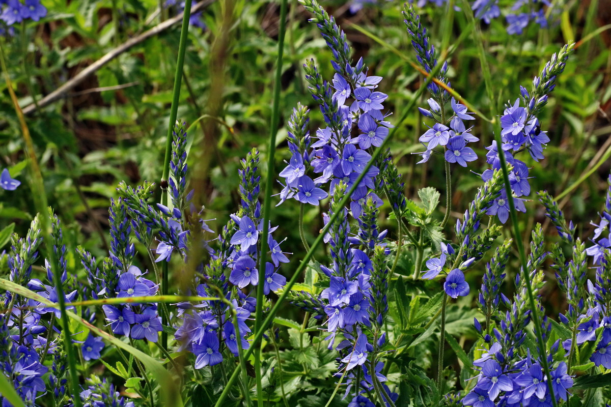 IMG-2016-06-20-00020251p_Bildgr��e �ndern