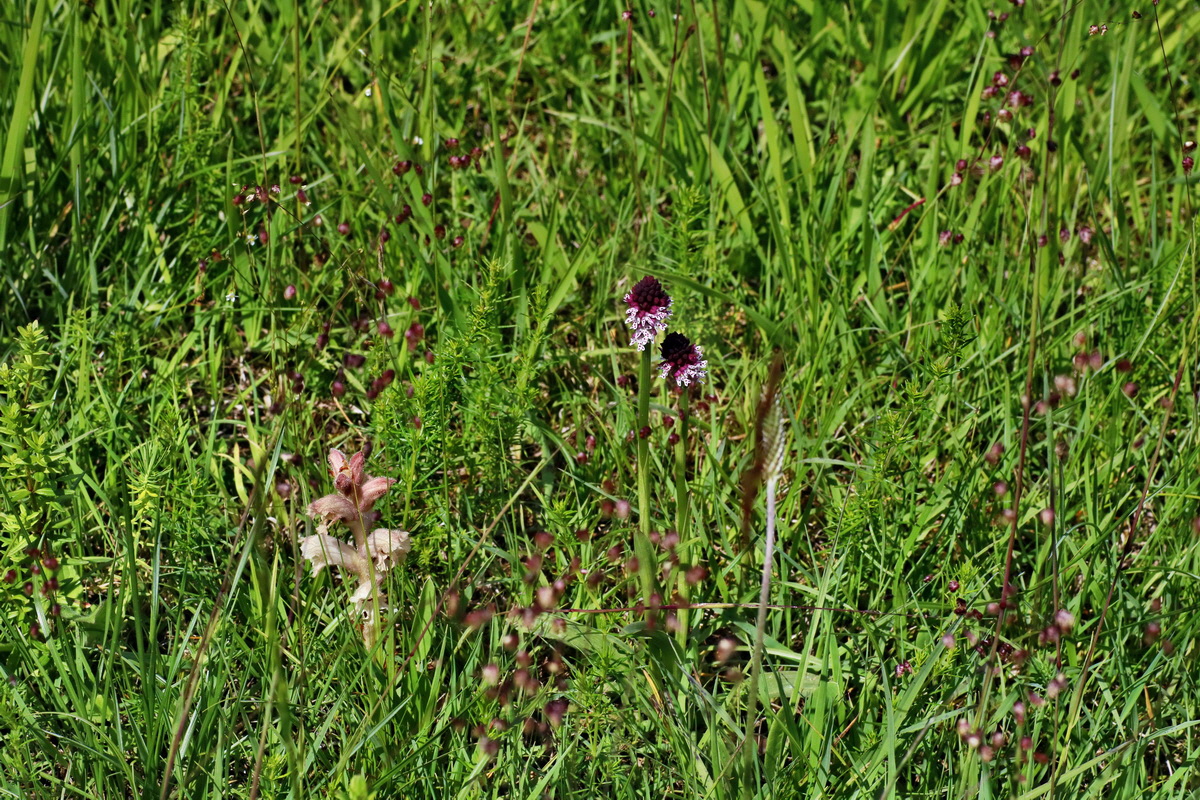 IMG-2016-06-20-00020273p_Bildgr��e �ndern