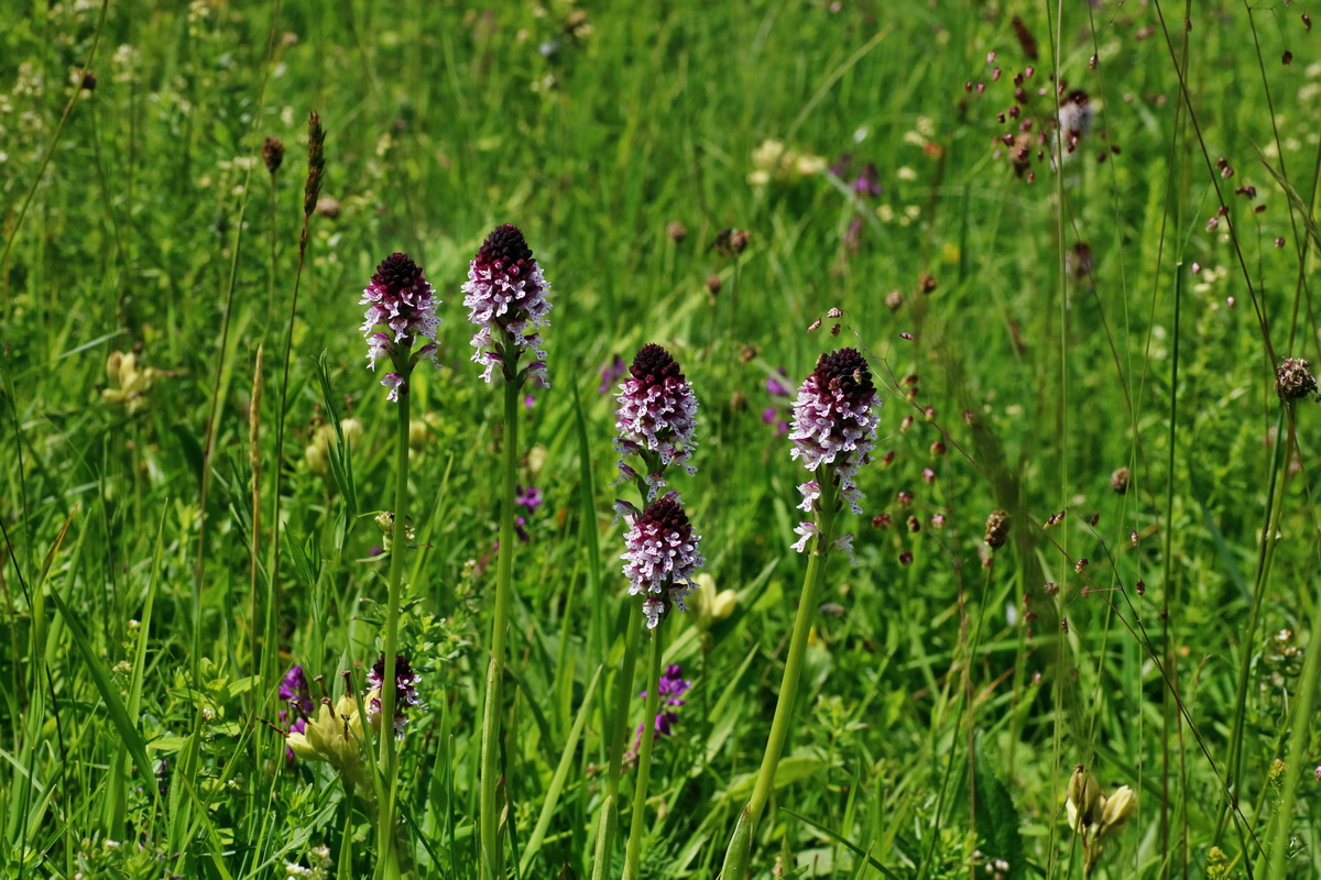 IMG-2016-06-20-00020277p_Bildgr��e �ndern