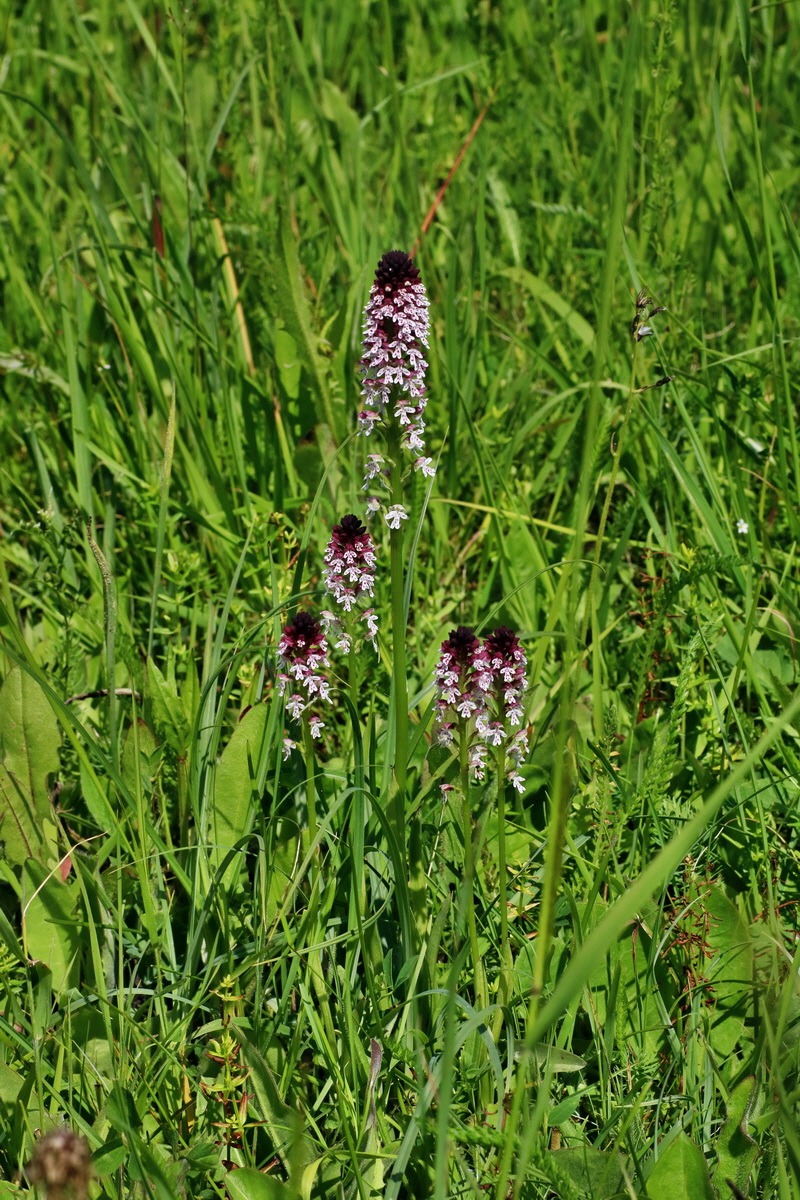 IMG-2016-06-20-00020281p_Bildgr��e �ndern