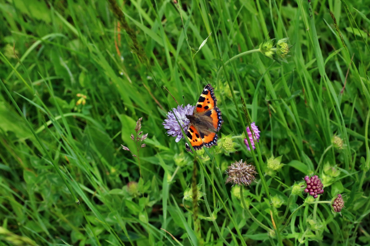 IMG-2016-06-20-00020313p_Bildgr��e �ndern