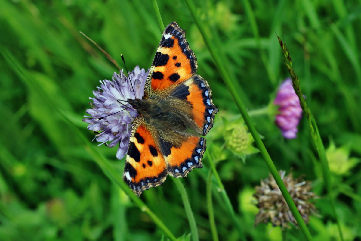 IMG-2016-06-20-00020317p_Bildgr��e �ndern