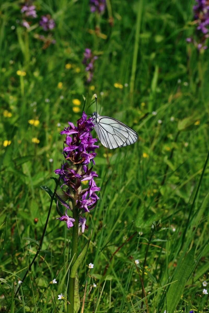 IMG-2016-06-20-00020531p_Bildgr��e �ndern