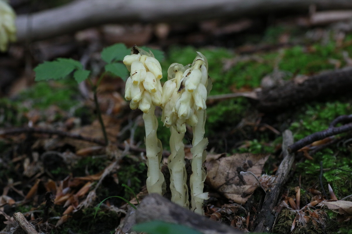 IMG-2016-06-22-00020564_Bildgr��e �ndern