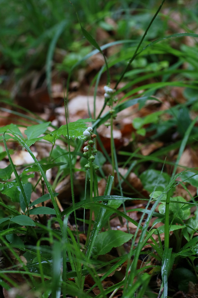 IMG-2016-06-22-00020577_Bildgr��e �ndern