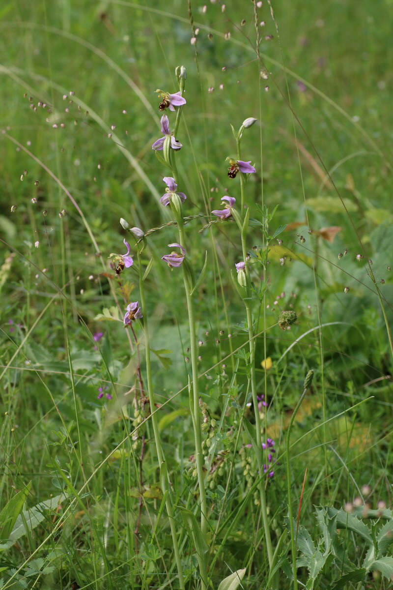 IMG-2016-06-22-00020597_Bildgr��e �ndern