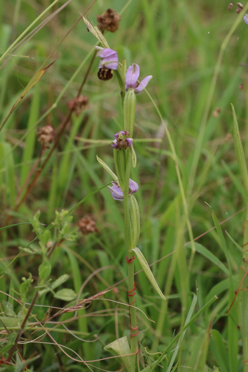 IMG-2016-06-22-00020615_Bildgr��e �ndern