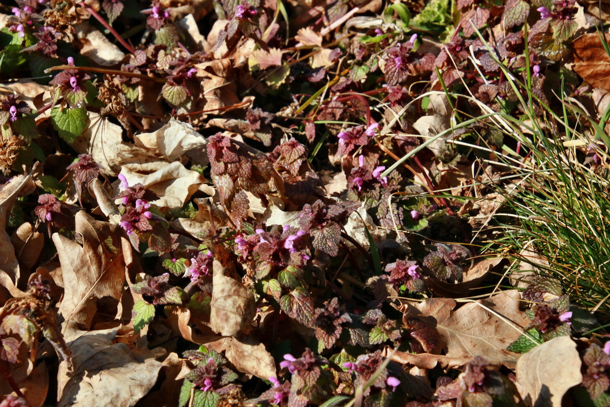 IMG-2016-03-14-00011291p_Bildgr��e �ndern