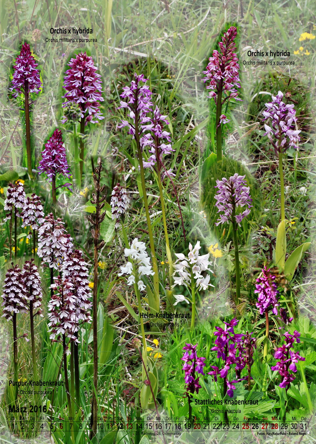 2016-03_Bildgr��e �ndern