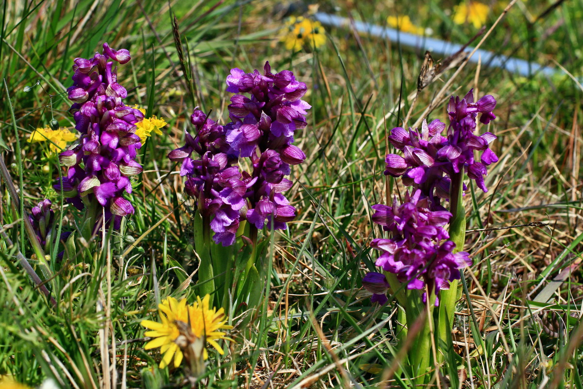 A_2016_05_01_00019633p_Bildgr��e �ndern