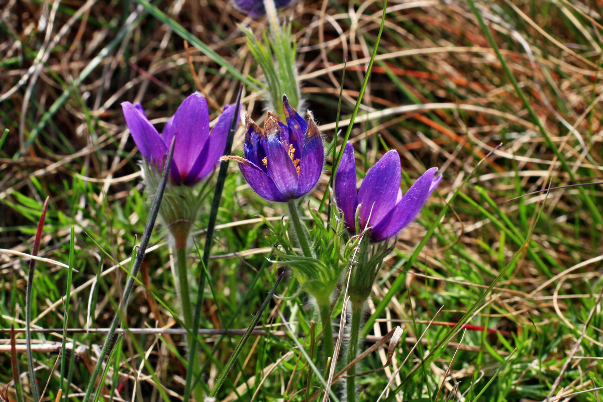 A_2016_05_01_00019660p_Bildgr��e �ndern