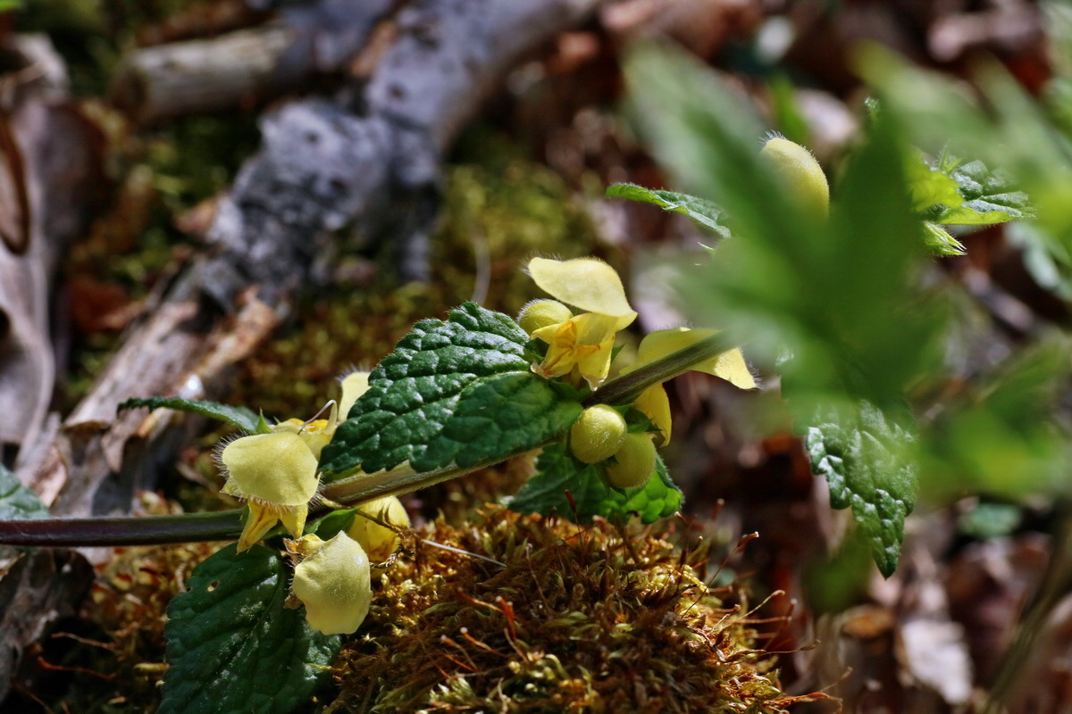 IMG-2016-05-02-00013345p_Bildgr��e �ndern