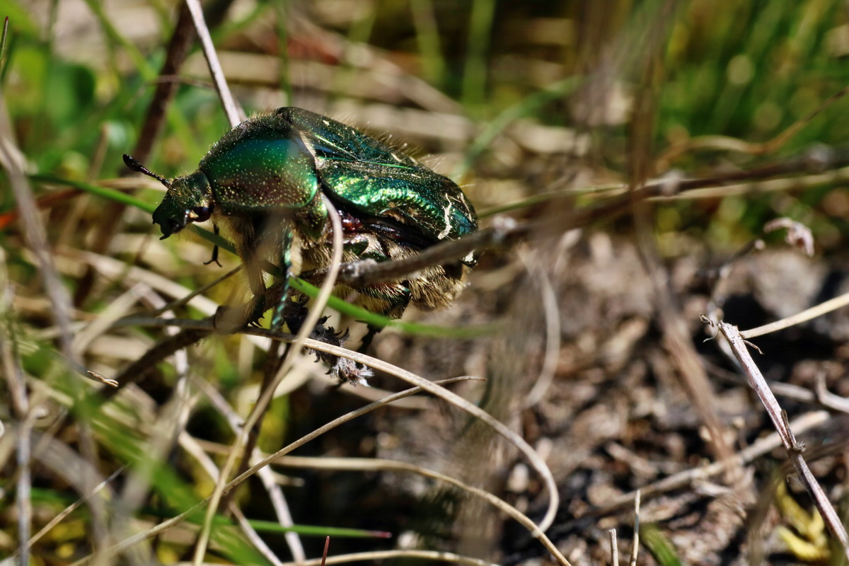 IMG-2016-05-02-00013410p_Bildgr��e �ndern