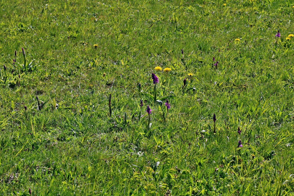 IMG-2016-05-05-00013525p_Bildgr��e �ndern