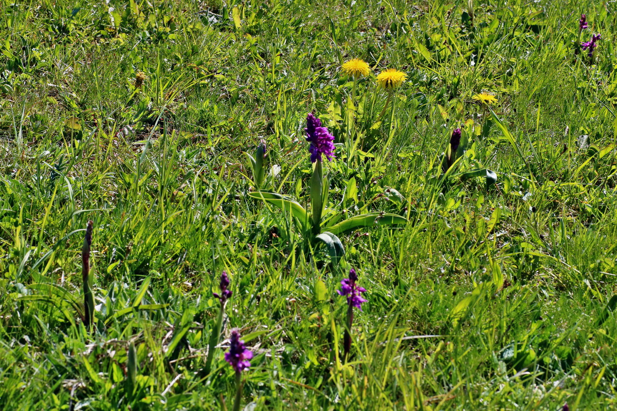 IMG-2016-05-05-00013528p_Bildgr��e �ndern