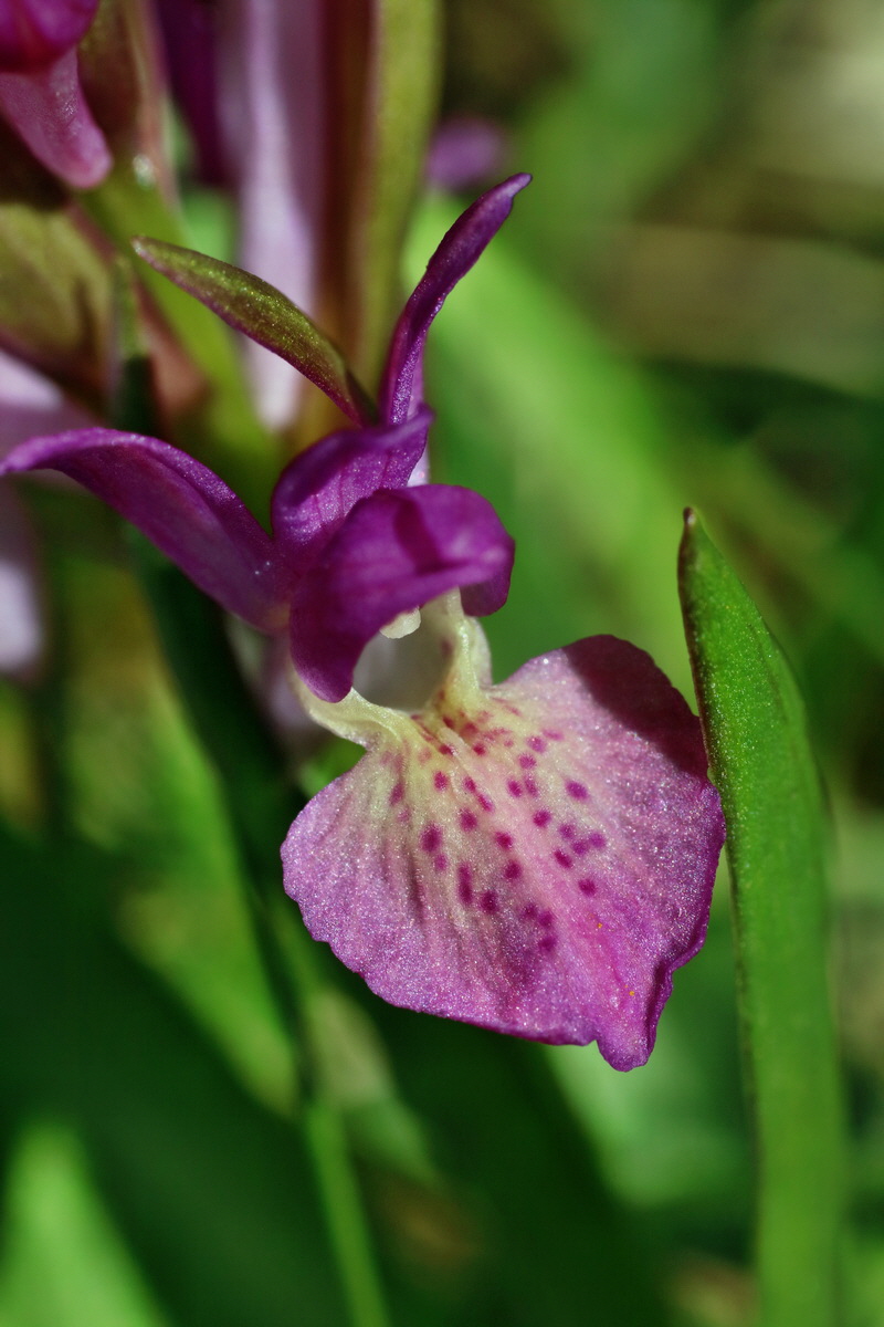 IMG-2016-05-05-00013621p_Bildgr��e �ndern