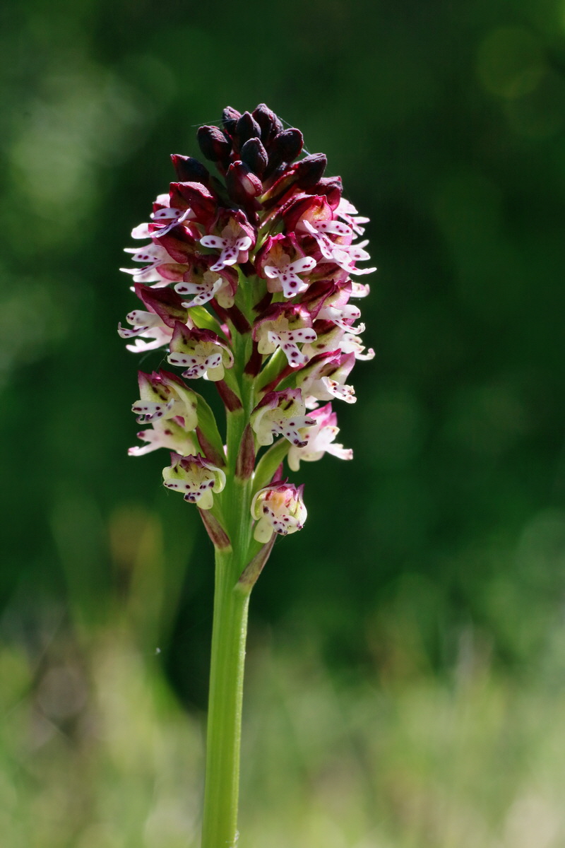 IMG-2016-05-08-00014400p_Bildgr��e �ndern