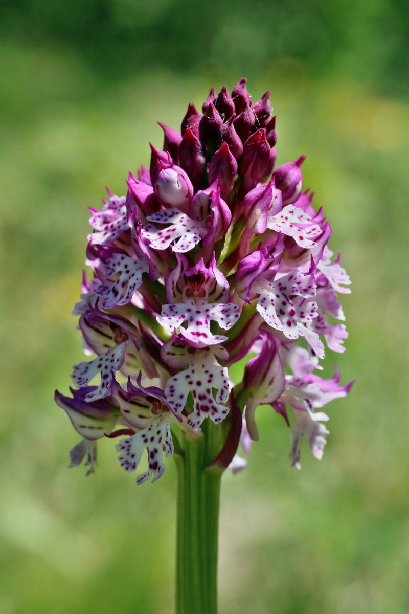 IMG-2016-05-08-00014414p_Bildgr��e �ndern