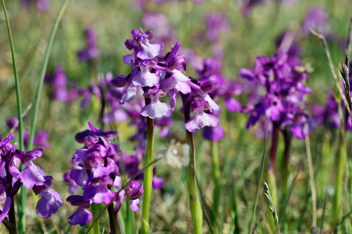 IMG-2016-05-08-00014652p_Bildgr��e �ndern