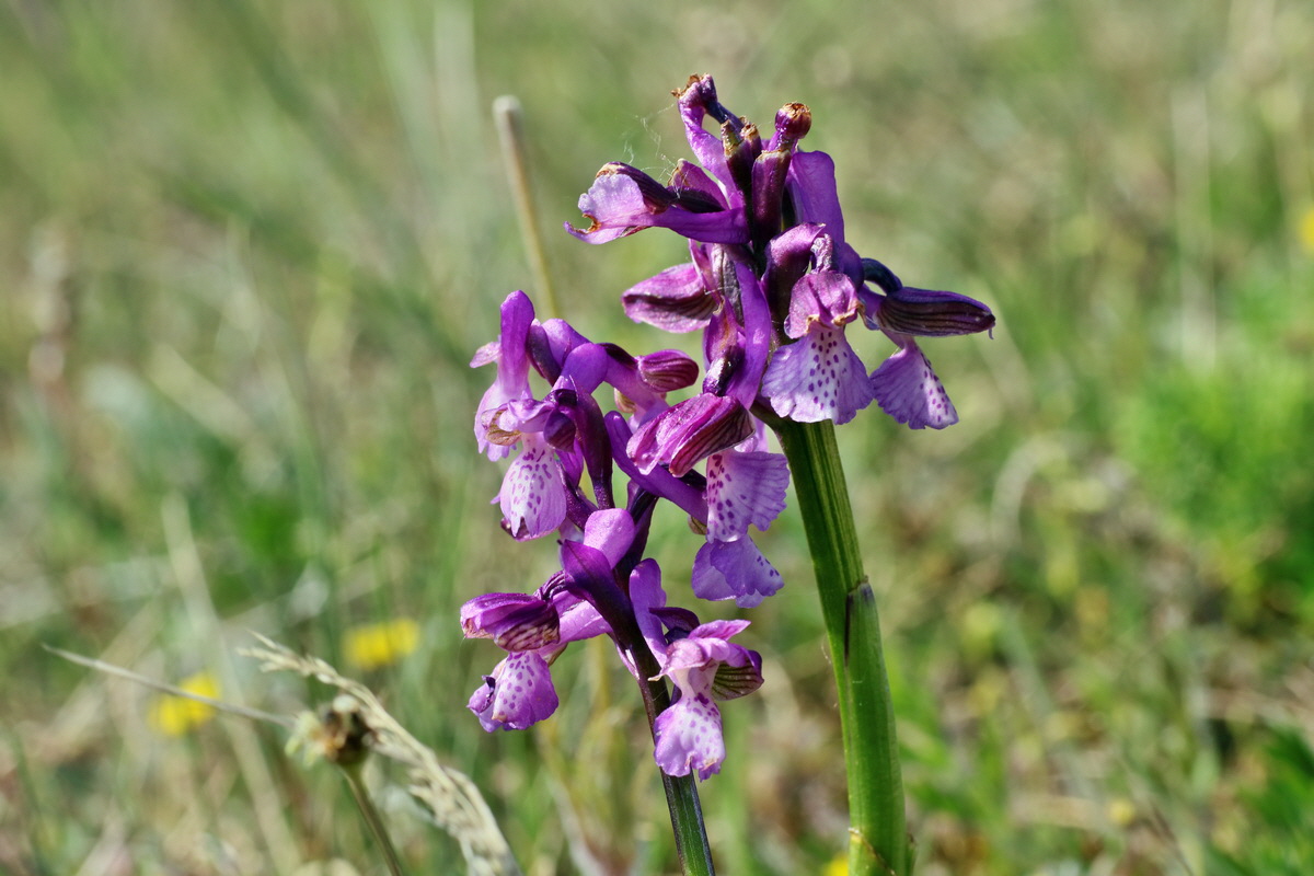 IMG-2016-05-08-00014672p_Bildgr��e �ndern