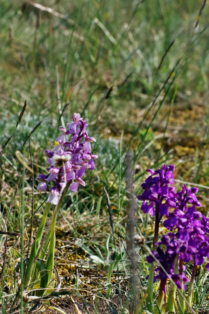 IMG-2016-05-08-00014732p_Bildgr��e �ndern