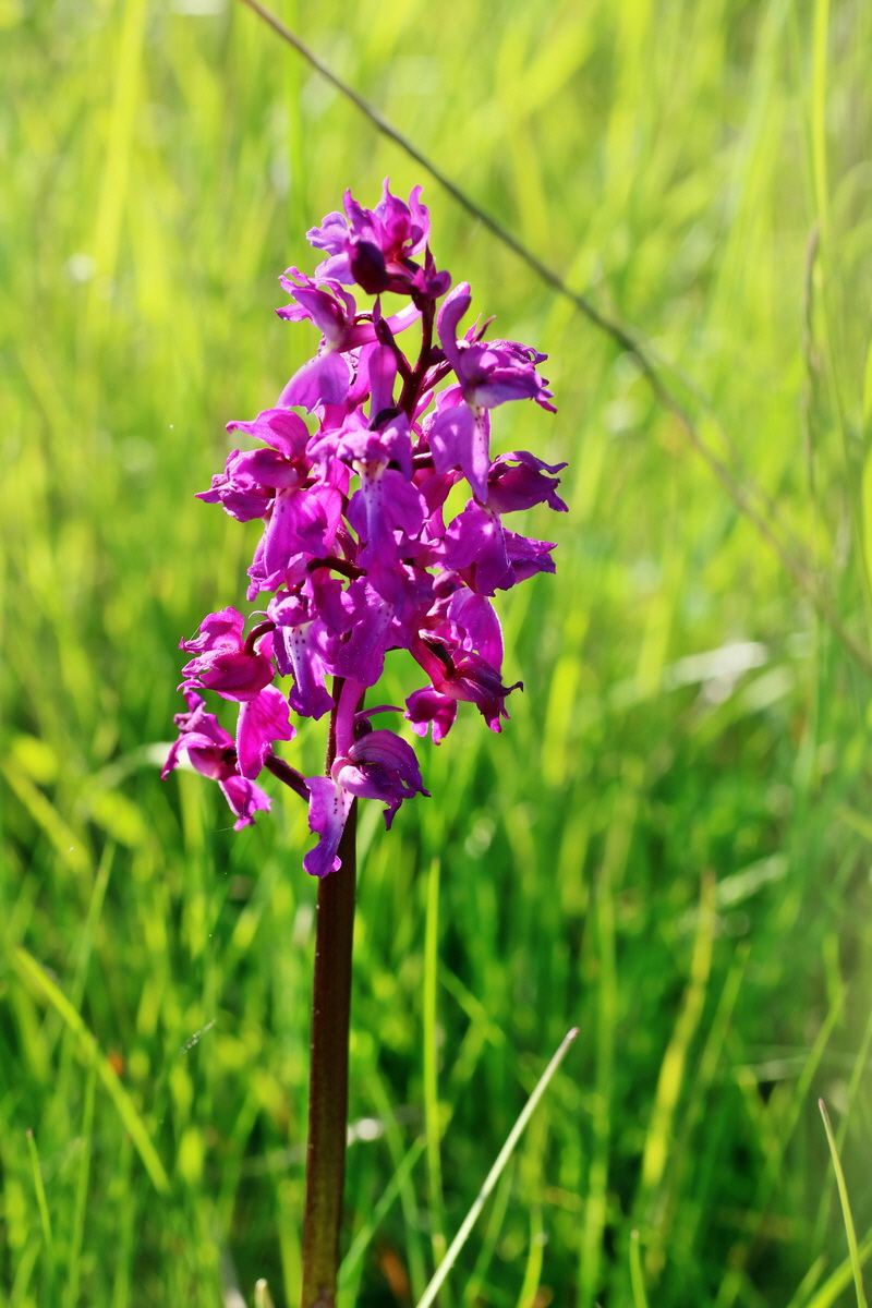 IMG-2016-05-11-00014898p_Bildgr��e �ndern