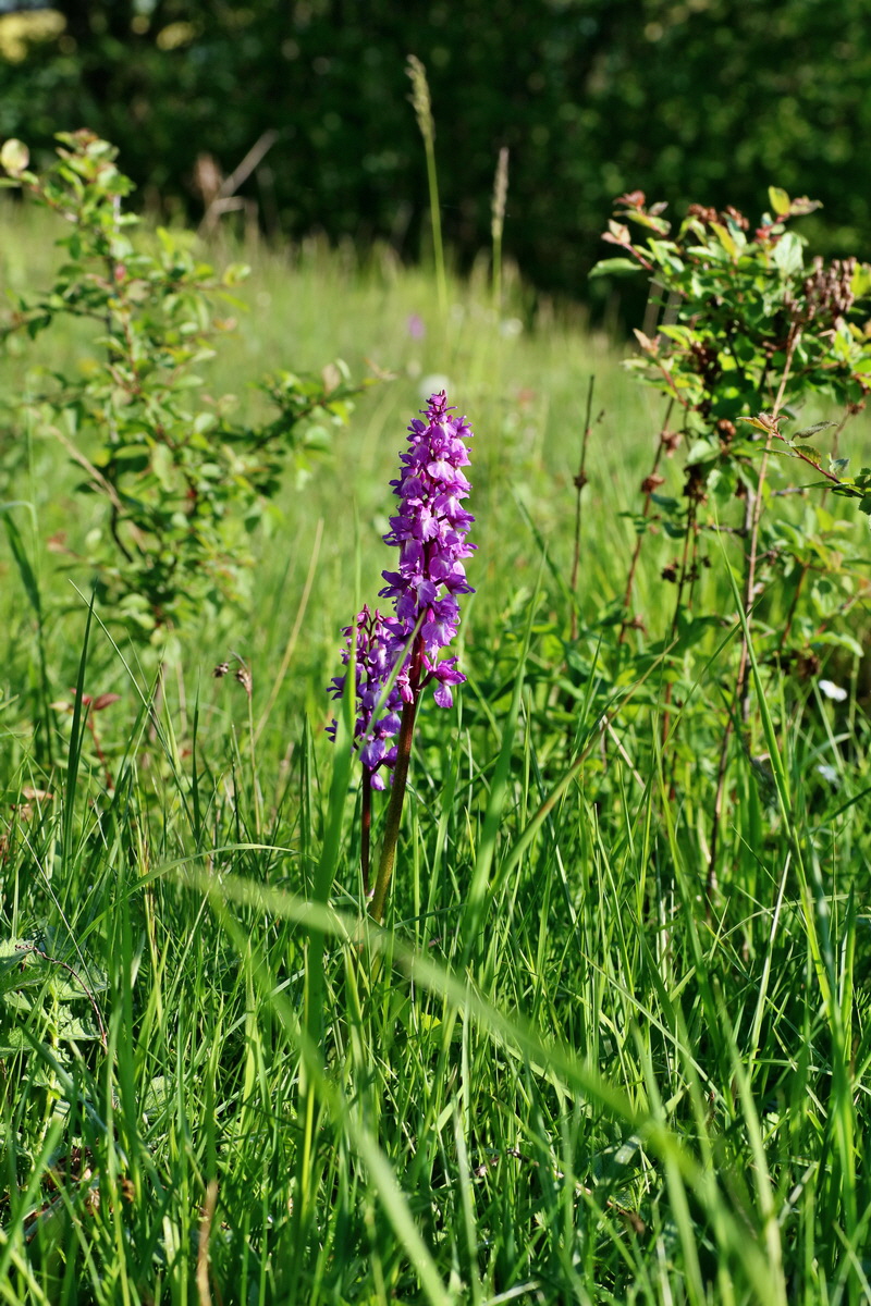 IMG-2016-05-11-00014915p_Bildgr��e �ndern