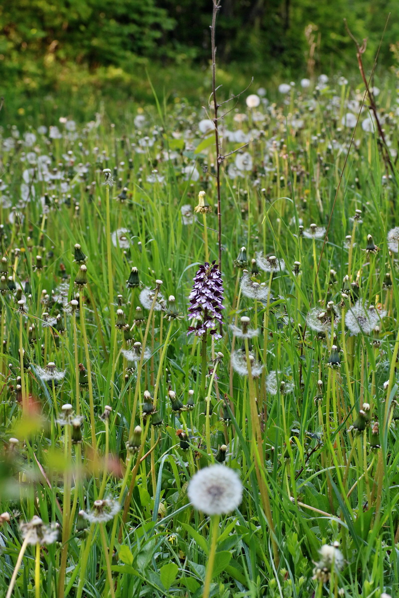 IMG-2016-05-11-00014945p_Bildgr��e �ndern