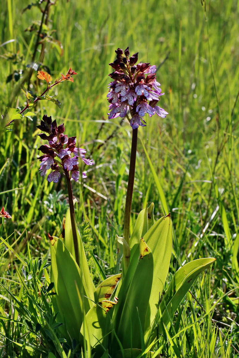 IMG-2016-05-11-00014977p_Bildgr��e �ndern