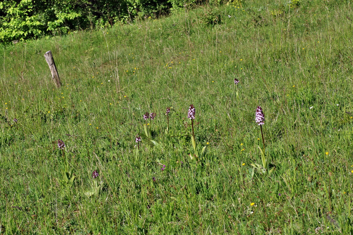 IMG-2016-05-11-00014987p_Bildgr��e �ndern