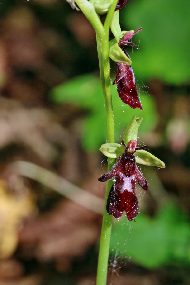 IMG-2016-05-11-00015019p_Bildgr��e �ndern