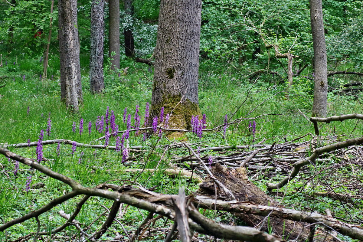 IMG-2016-05-16-00015237p_Bildgr��e �ndern